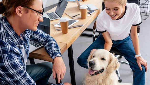 According to studies, animals in the office improve the working atmosphere. (Bild: stock.adobe.com)