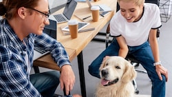 Tiere im Büro verbessern laut Studien das Betriebsklima. (Bild: stock.adobe.com)