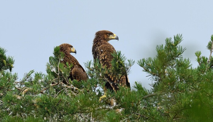 Zwei Jungvögel im Adler-Horst