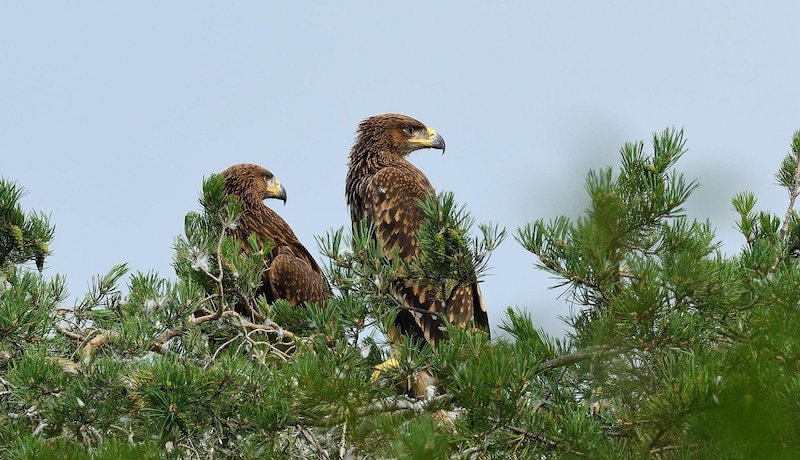 Zwei Jungvögel im Adler-Horst (Bild: Josef Stefan)