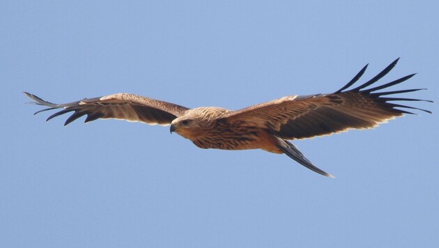 Beeindruckende Herrscher der Lüfte: Kaiseradler erreichen eine Flügelspannweite von mehr als zwei Meter. (Bild: R. Katzinger)