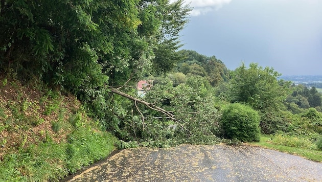 Tree over the road in Bad Gams. (Bild: Bereichsfeuerwehrverband Deutschlandsberg)