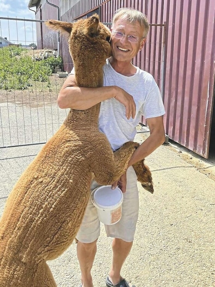 Auch, wenn man sie zum Kuscheln gern haben möchte, sind Alpakas keine Kuscheltiere. Außer Enzo, ...