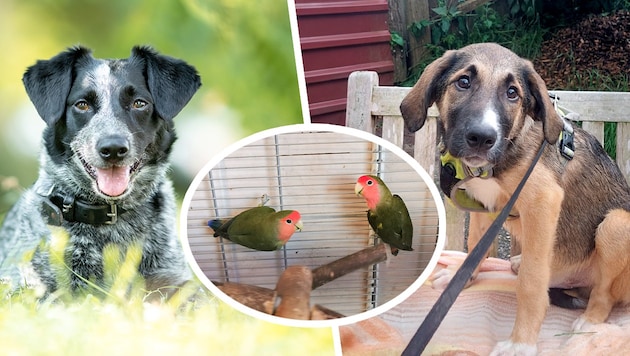 Some of the homeless creatures hoping to be adopted. (Bild: Krone KREATIV/Laura Berndl, Tierheim Linz, Pfotenhilfe Lochen)