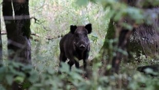 Der Großteil der Antheringer Au wird renaturiert und der Wildschweinbestand bis Jahresende stark dezimiert. (Bild: Tröster Andreas)