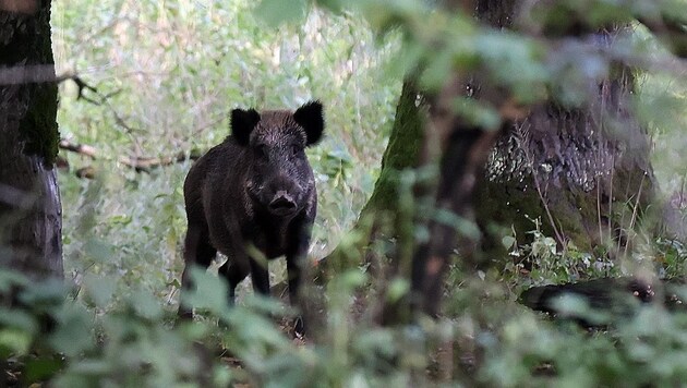 The majority of the Antheringer Au will be renaturalized and the wild boar population will be decimated by the end of the year. (Bild: Tröster Andreas)