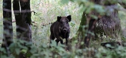 Der Großteil der Antheringer Au wird renaturiert und der Wildschweinbestand bis Jahresende stark dezimiert. (Bild: Tröster Andreas)