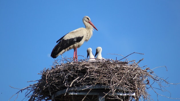 In the last breeding season, a new Austrian record was set with 522 nesting pairs. (Bild: stock.adobe.com/Amira - stock.adobe.com)