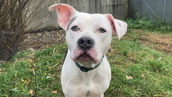 Amstaff Dusty ist ein freundlicher Bursche
