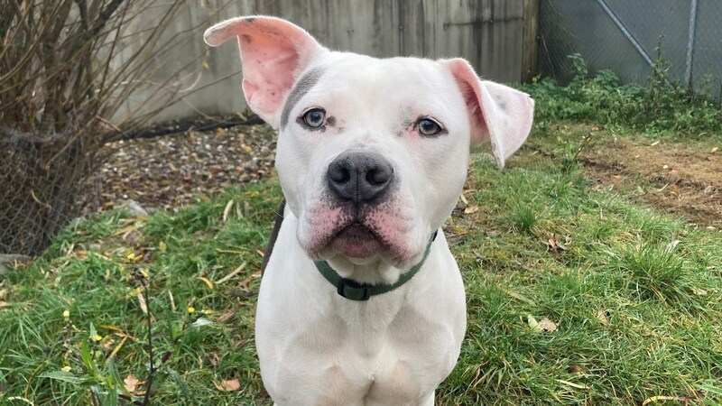 Amstaff Dusty is a friendly boy (Bild: Tierschutzheim Vorarlberg)