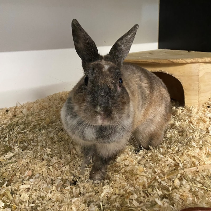 Lady rabbit Smurfette (Bild: Tierschutzheim Vorarlberg)