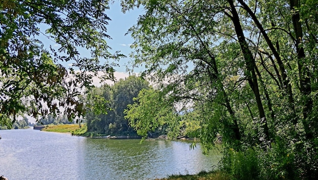 A green lung in the middle of the Au: the peninsula in front of Korneuburg should not be built on after all, according to demands from politicians and citizens. (Bild: Brennpunkt Werft)