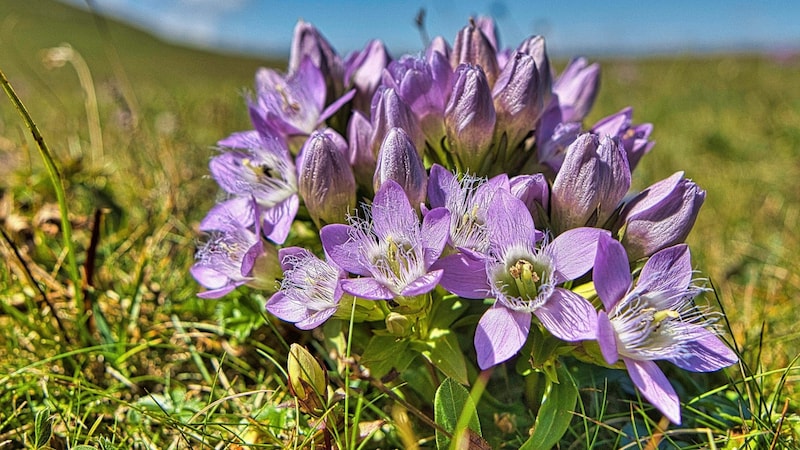 Prächtige Blumenmatten säumen den Weg  (Bild: Weges)