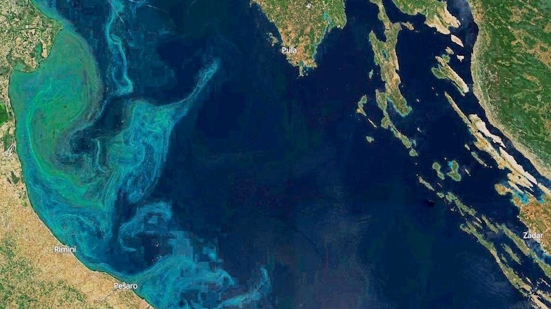 Satellitenaufnahmen zeigen, wie dicht sich die schleimigen Algen im Adriatischen Meer ausbreiten – von Pesaro über Rimini bis in den Norden. (Bild: ESA)