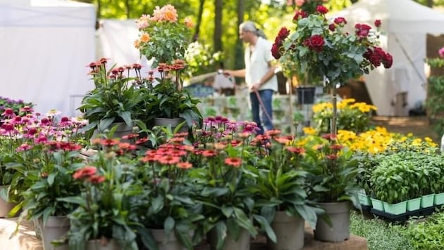 Vier Tage kann man die Gartenschau in Halbturn besuchen. Das Wetter wird gut.  (Bild: Schloss Halbturn)