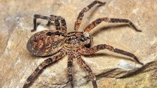 Die Nosferatu-Spinne ist auch in Kärnten auf dem Vormarsch. (Symbolbild) (Bild: Christian Komposch/Ökoteam)