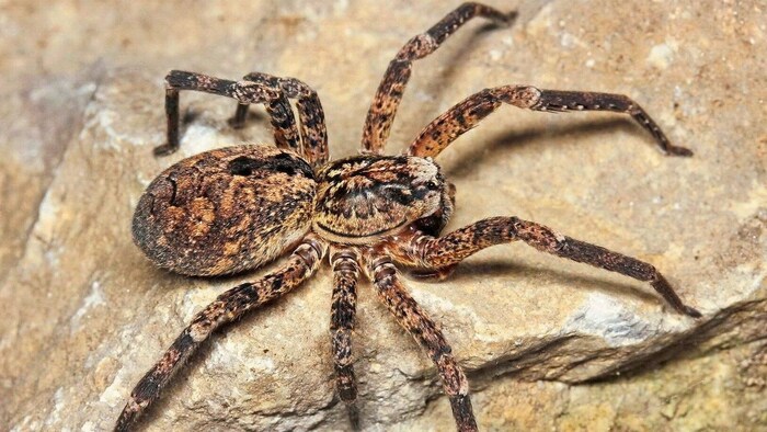 Die doch beträchtlich große Nosferatu-Spinne ist inzwischen in Graz keine Seltenheit mehr.
