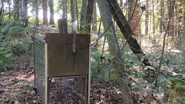 "Tassilo" was caught in a live trap in a forest in St. Marienkirchen near Schärding (Bild: zVg)