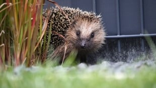 Ein Igel ist in der ungewöhnlichen Verhandlung im Wiener Landl der (nicht anwesende) Hauptdarsteller. (Bild: stock.adobe.com/Biewer Juergen)