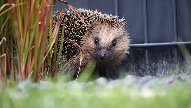 Hedgehogs can also be found in gardens at home, so you should pay attention to the hedgehog's needs when designing your home! (Bild: stock.adobe.com/Biewer Juergen)