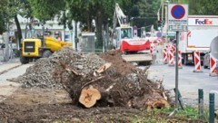 Die Reste eines gefällten Baums am Joanneumring. (Bild: Jauschowetz Christian)