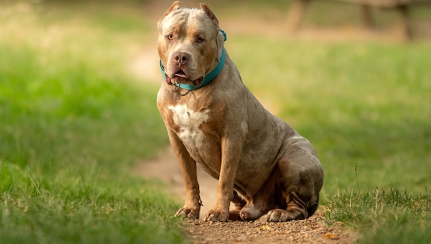 The XL Bully weighs up to 50 kilograms. (Bild: Alexandre - stock.adobe.com)