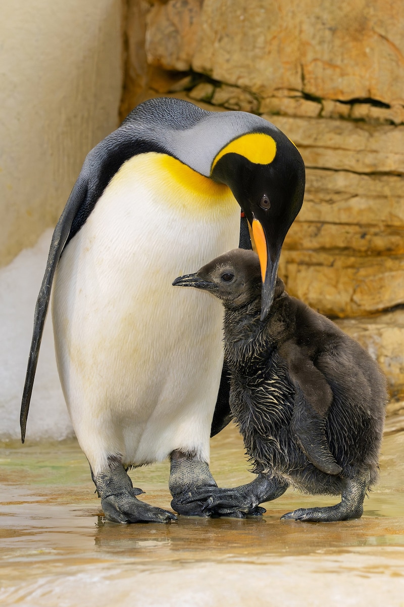 The king penguin chick hatched in Schönbrunn on July 15. (Bild: DANIEL ZUPANC)