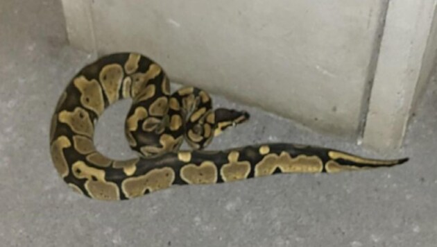 This constrictor snake "greeted" the couple in Leonding. (Bild: Linzer Animal Ambulance)