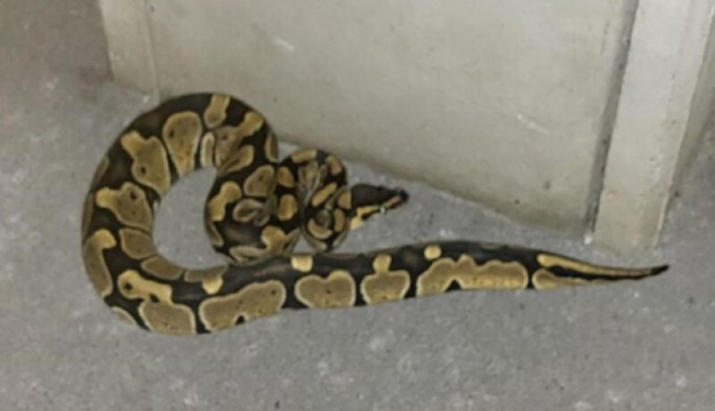 This constrictor snake "greeted" the couple in Leonding. (Bild: Linzer Animal Ambulance)