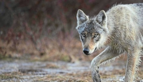 Der WWF bezweifelt, dass die Verordnung zu Wolfsabschüssen in Salzburg EU-Recht entspricht ...