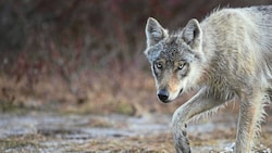 Ein Wolf (Bild: AFP )