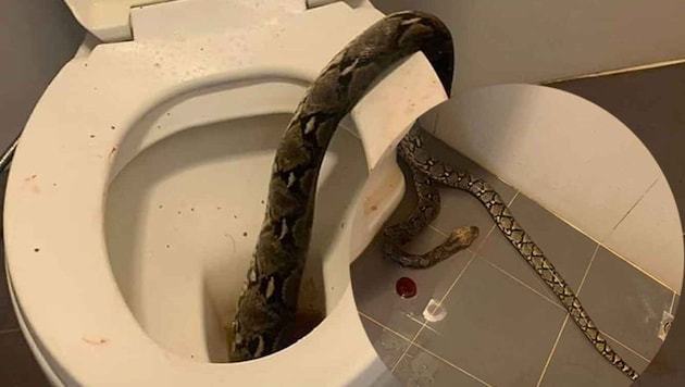 In Thailand hat eine Schlange einen Mann auf seiner Toilette in die Hoden gebissen. (Bild: Facebook/Tanat Tangtewanon)