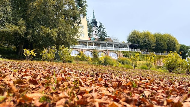 Lokalaugenschein am Donnerstagnachmittag am Linzer Pöstlingberg. Der Fotograf marschierte für die Bilder durch ein Meer aus bunten Blättern. (Bild: Einöder Horst)