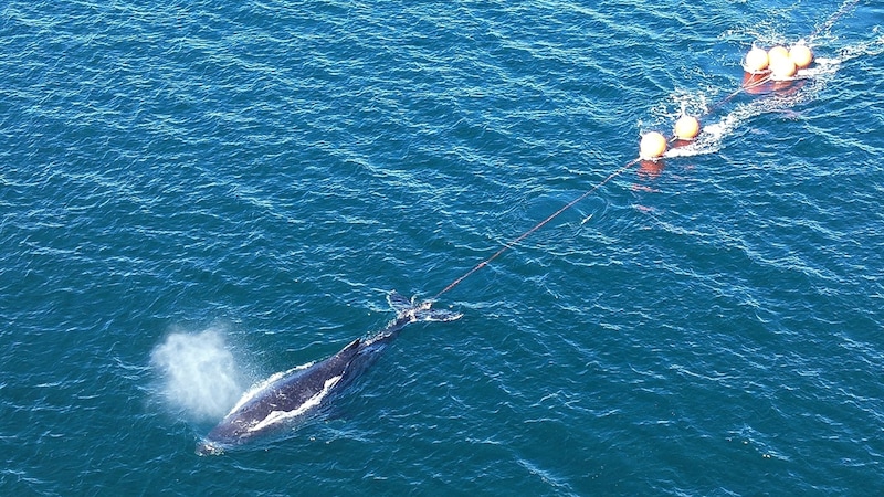 According to the Australian rescue services, they were alerted on Thursday afternoon (local time) and immediately launched a rescue operation. (Bild: AFP)