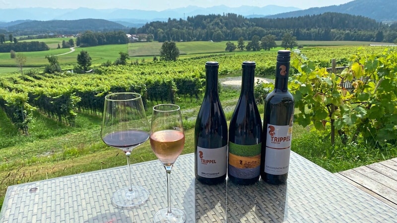 Various white, red and, above all, sparkling wines are produced at Trippelgut. (Bild: Manuela Karner)