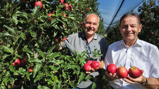 Start of this year's apple harvest: Plemenschits, Berlakovich. (Bild: LK Bgld.)