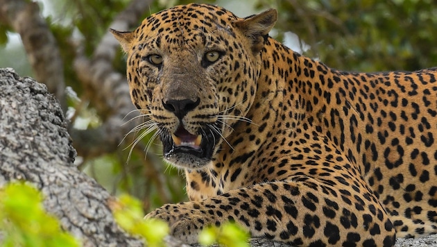 A leopard in a private zoo in Slovakia attacked and fatally injured its owner. (Bild: AFP)