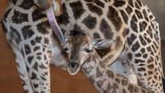 Giraffe „Samira“ nach der Geburt mit ihrem jüngsten Spross im Zoo Schmiding. (Bild: Zoo Schmiding/Peter Sterns)