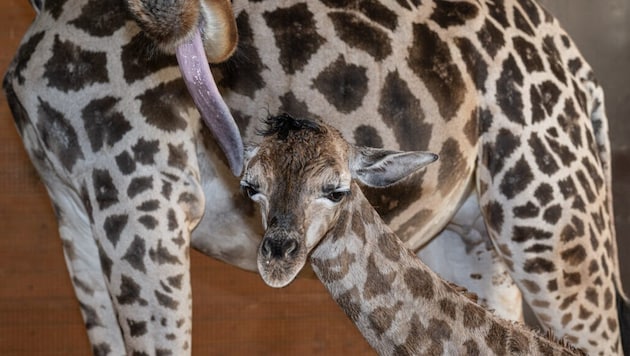 Giraffe "Samira" after giving birth with her youngest offspring at Schmiding Zoo. (Bild: Zoo Schmiding/Peter Sterns)