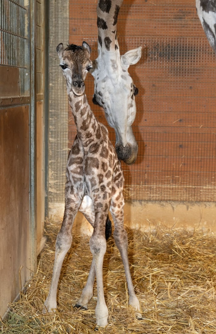 Der kleine Giraffenbulle steht schon wackelig auf eigenen Beinen