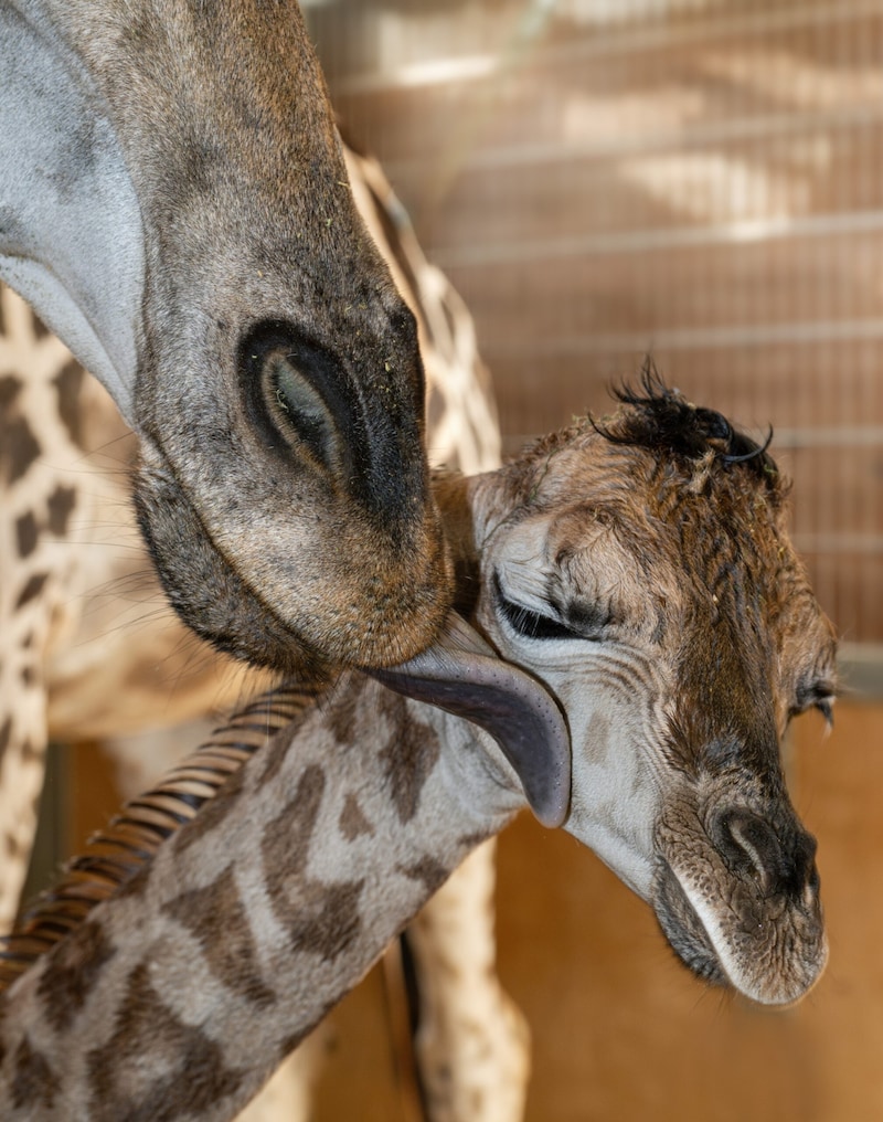 Mama leckt ihr Baby trocken (Bild: Zoo Schmiding/Peter Sterns)