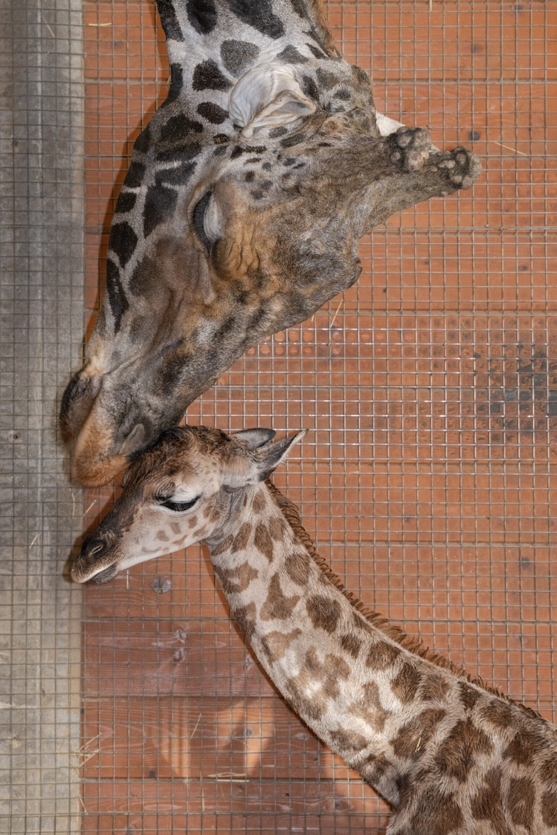 „Hab dich lieb“ – Mutter und Vater müssen sich doch ein Stückchen für Liebkosungen ihres großen Babys runterbeugen (Bild: Zoo Schmiding/Peter Sterns)