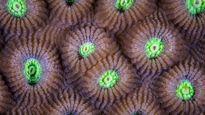 The honeycomb coral provides insights into the past.