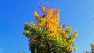 Wenn die Buchenblätter gelb werden, kommt der Herbst. (Bild: Werner Buchacher)