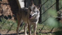 Ein Wolf (Symbolbild) heulte direkt auf der Terrasse eines Einfamilienhauses. (Bild: Manuel Schwaiger (Symbolbild))