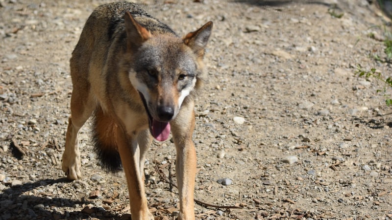 According to the forecasts, there are likely to be more wolves in Tyrol. (Bild: Manuel Schwaiger (Symbolbild))