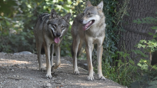 Beautiful to look at, but dangerous on mountain pastures and farms: wolves. (Bild: Manuel Schwaiger)