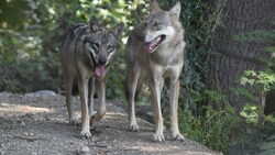 Schön anzusehen, aber auf den Almen und bei Bauernhöfen gefährlich: die Wölfe.