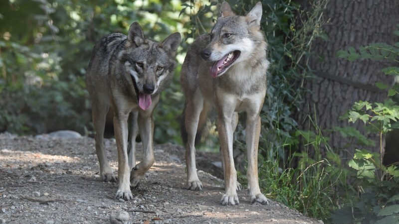 Two shooting regulations for wolves were fulfilled (symbolic image). (Bild: Manuel Schwaiger)