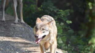15 Abschussverordnungen wurden heuer vom Land Tirol erlassen, vier davon konnten von der ...